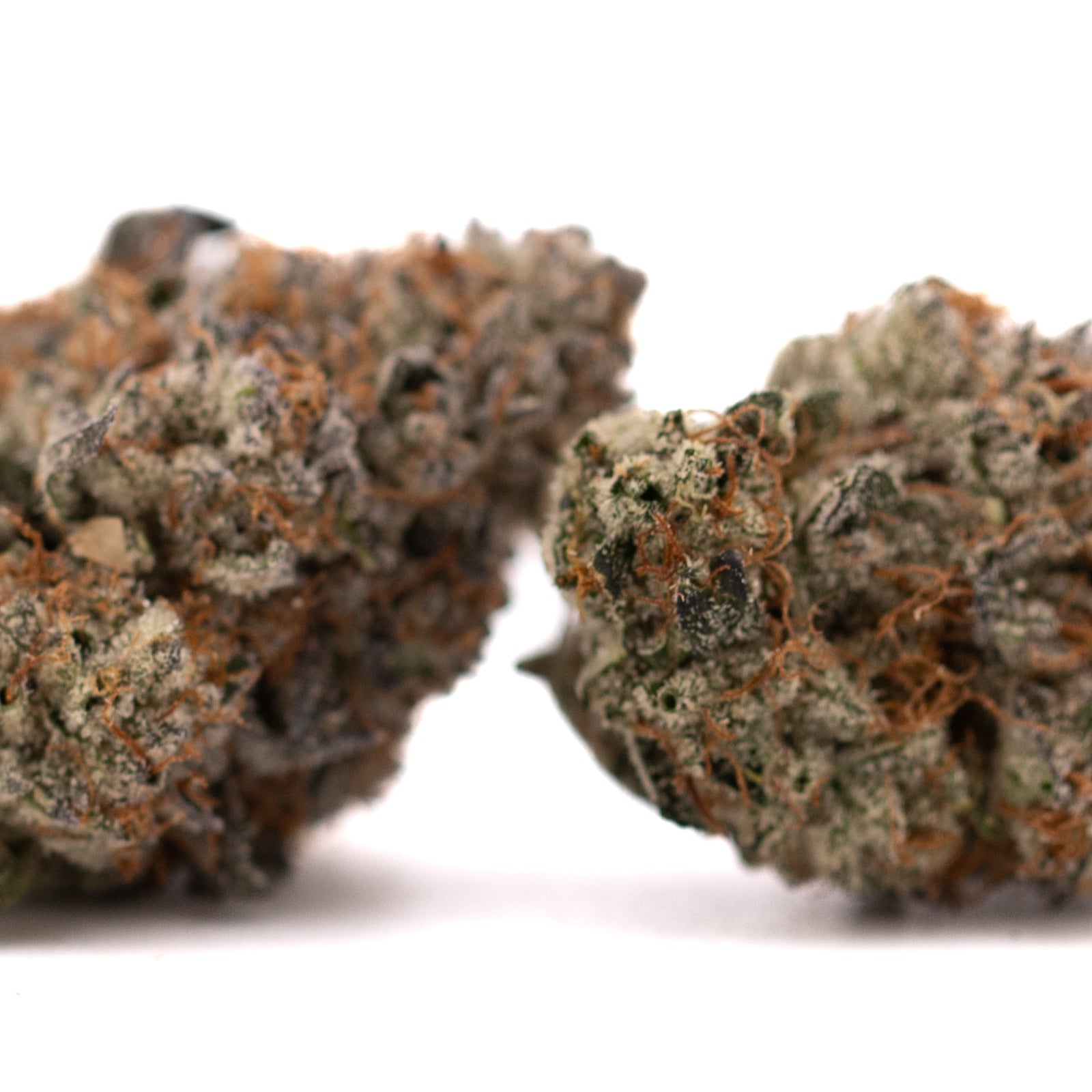 Jokerz Candy Indoor THCa Flower - Plants