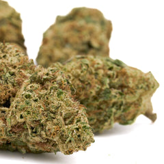Lava Cake THCa Hemp Flower Greenhouse - Plants