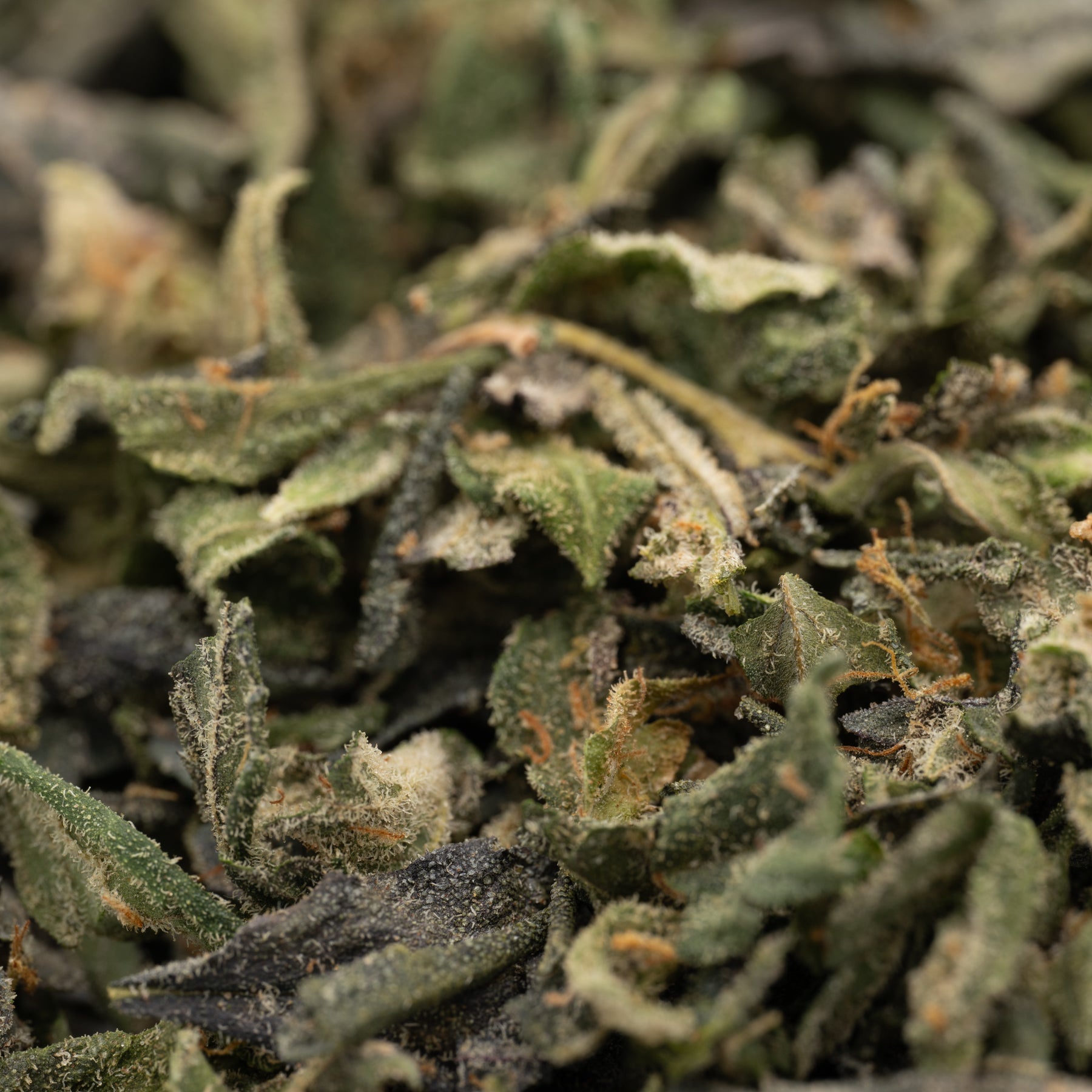 Lemon Cherry Gelato THCa Indoor Trim Wholesale 1LB - 1 LB - Plants