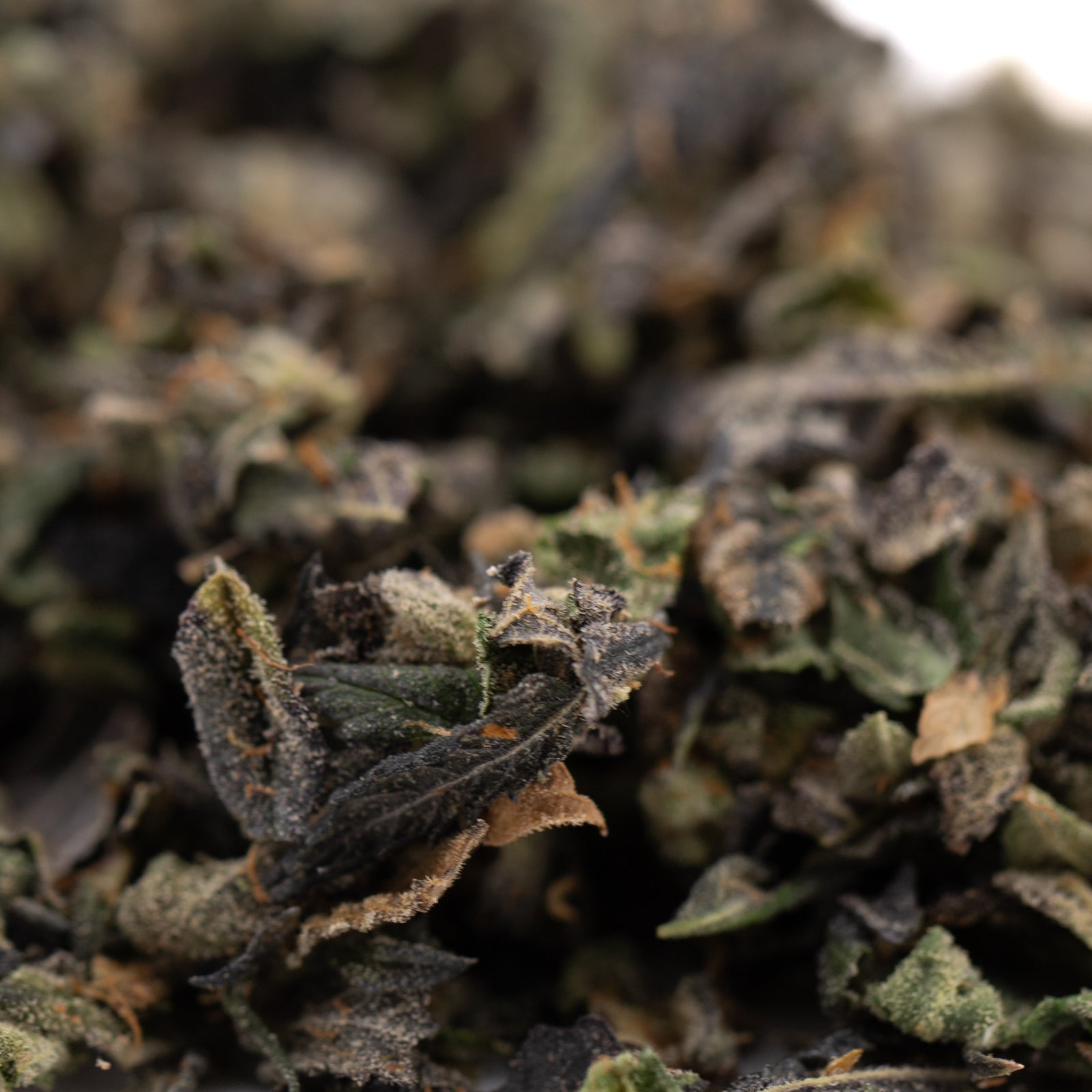 Lemon OG Indoor Trim Wholesale 1LB - 1 LB - Plants