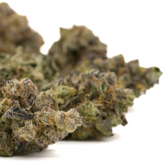 Lung Buster Indoor THCa Flower Wholesale - Plants