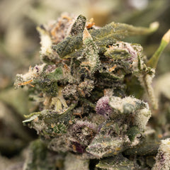 Mac and Gary THCa Indoor Trim Wholesale 1LB - 1 LB - Plants