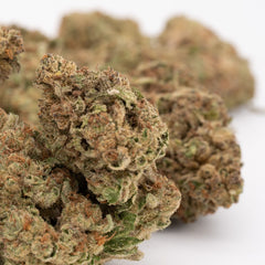 Marias Cookies Full-Term THCa Flower - Plants