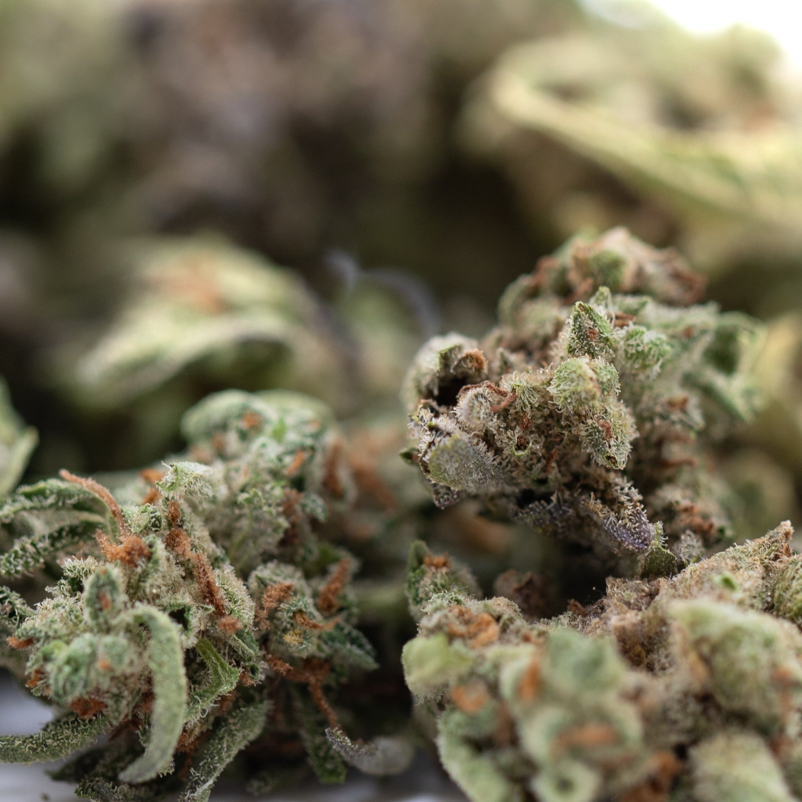 Purple-green Mega Gummie Bearz THCa flower smalls with trichomes