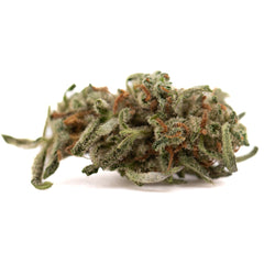 Premium Mega Gummie Bearz THCa Flower: Green Bud with Orange Highlights