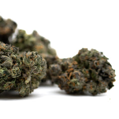 Motorbreath Indoor THCa Flower - Plants