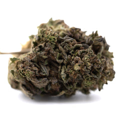 Orange Runtz THCa Hemp Flower Greenhouse