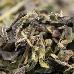Oreoz THCa Indoor Trim Wholesale 1LB - 1 LB - Plants