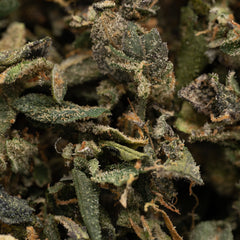 Peach Pie THCa Indoor Trim Wholesale 1LB - 1 LB - Plants