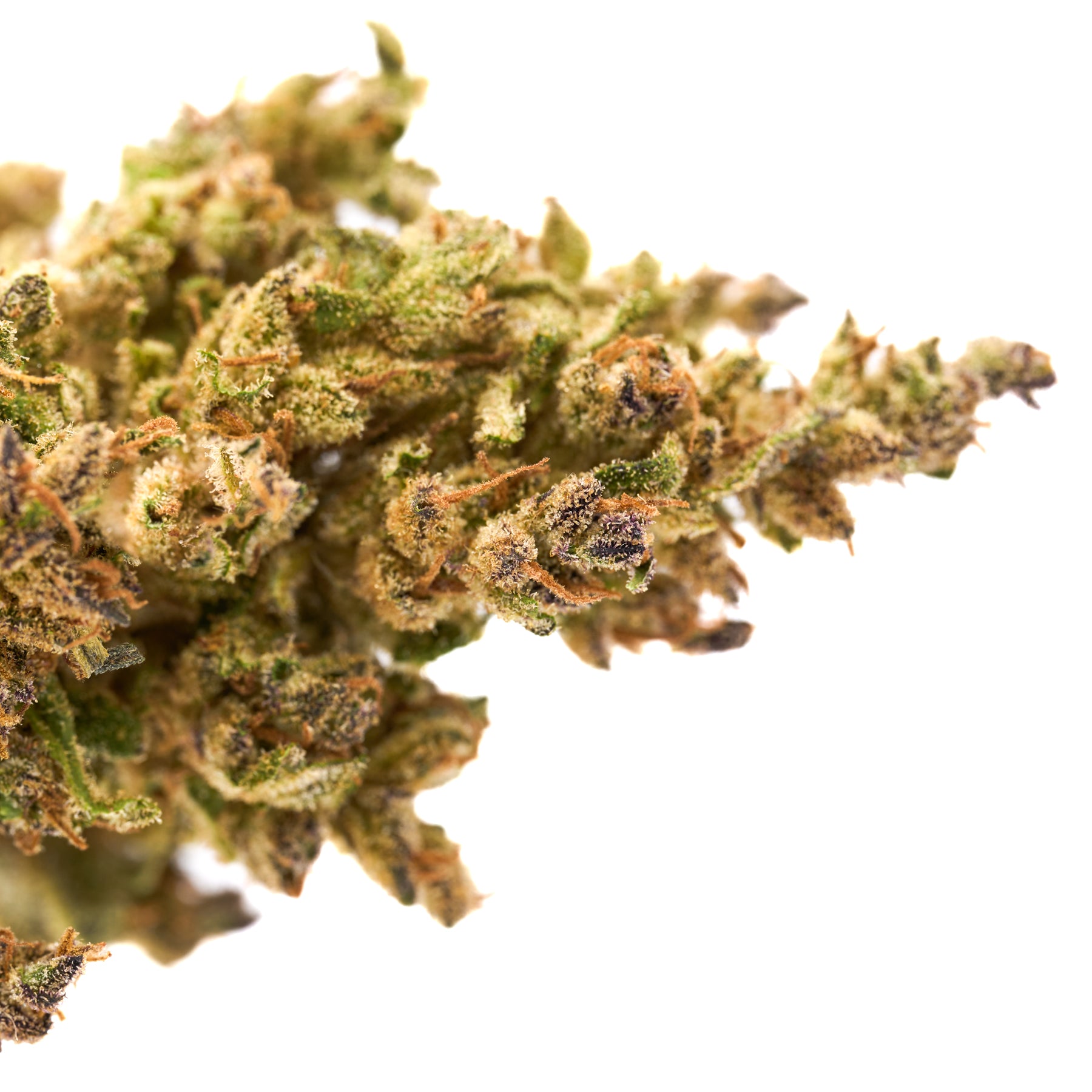 Pineberry CBD Hemp Flower - Plants