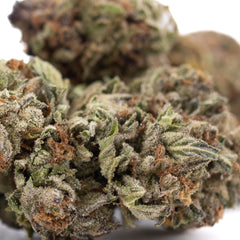 Pure Michigan THCa Hemp Flower Greenhouse - Plants