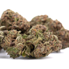 Pure Michigan THCa Hemp Flower Greenhouse - Plants