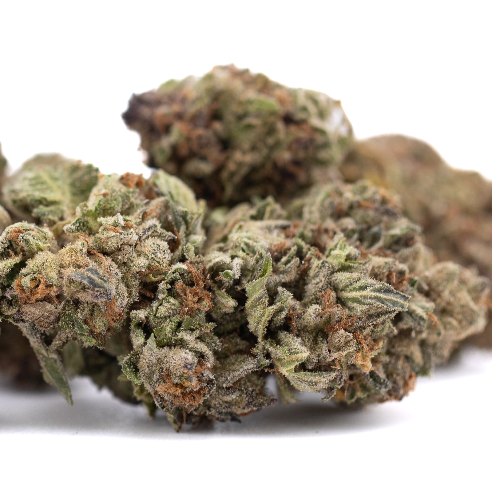 Pure Michigan THCa Hemp Flower Greenhouse - Plants
