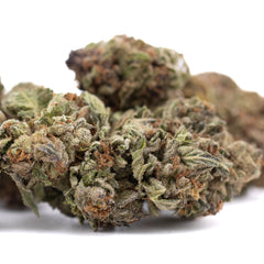 Pure Michigan THCa Hemp Flower Greenhouse - Plants