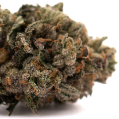 Purple Lemon Cake Indoor THCa Flower Wholesale - Plants