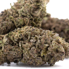 Purple Marmalade THCa Hemp Flower Greenhouse - Plants