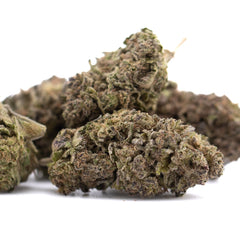Purple Marmalade THCa Hemp Flower Greenhouse - Plants