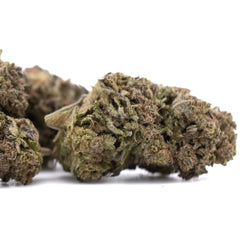 Purple Marmalade THCa Hemp Flower Greenhouse - Plants
