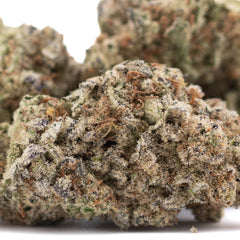 Purple Pop Rocks THCa Hemp Flower Greenhouse - Plants