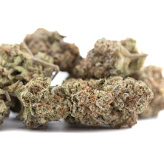 Purple Pop Rocks THCa Hemp Flower Greenhouse - Plants