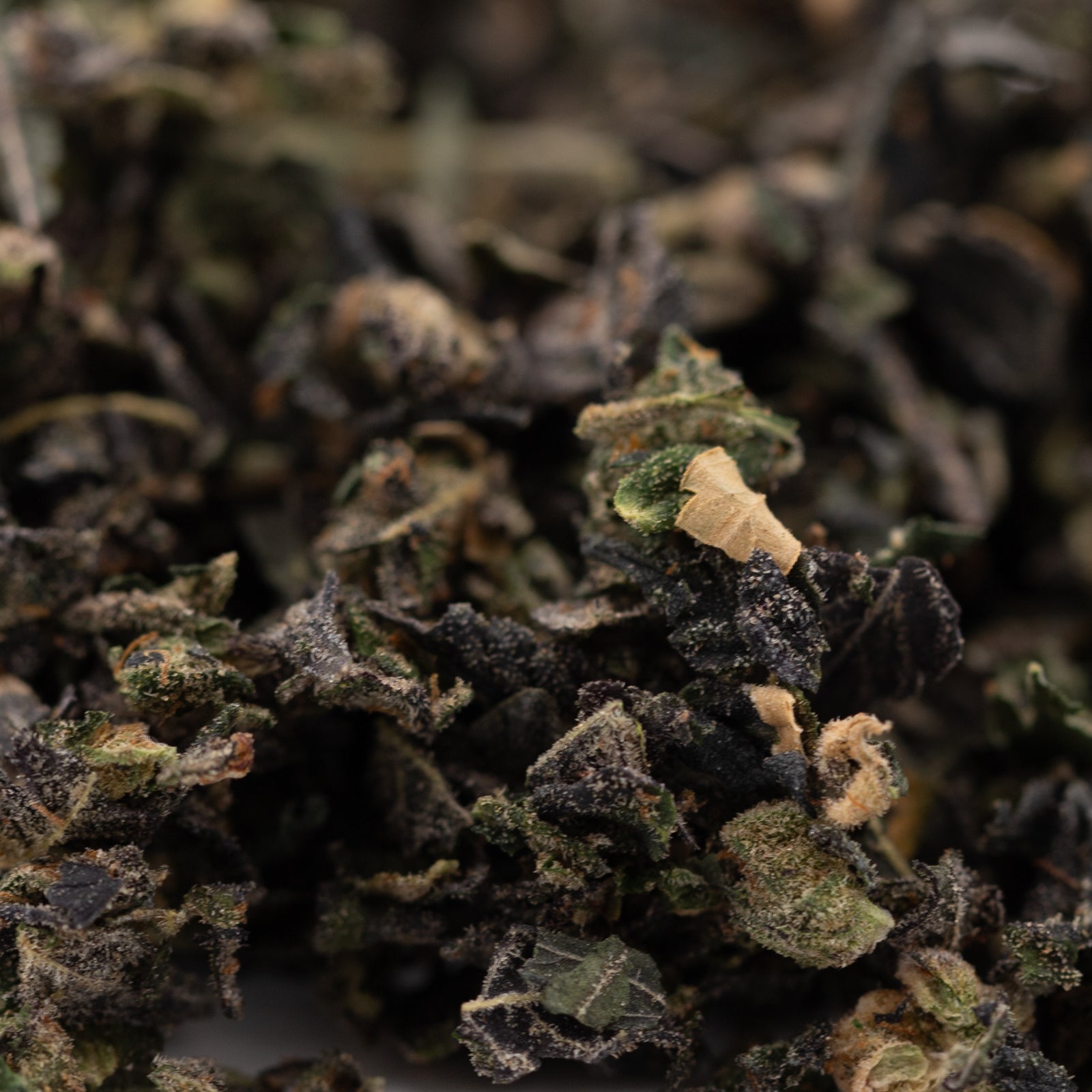 Purple Wedding Cake Indoor Trim Wholesale 1LB - 1 LB - Plants