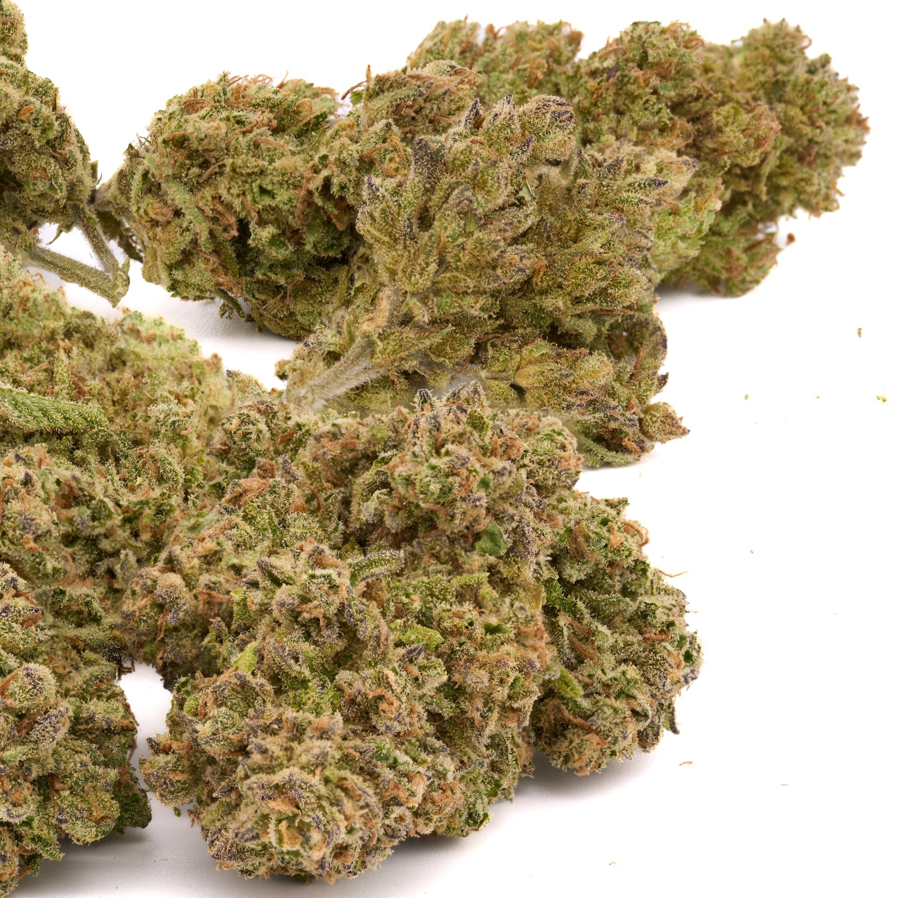 Sasquatch THCa Kief - Plants