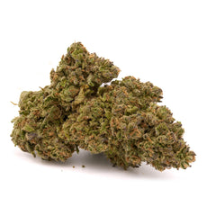 Sasquatch THCa Kief - Plants
