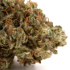 Sour Brûlée CBD Hemp Flower Full-Term - Plants