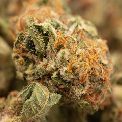 Garlic Cookies THCa Hemp Flower Greenhouse Smalls - Plants