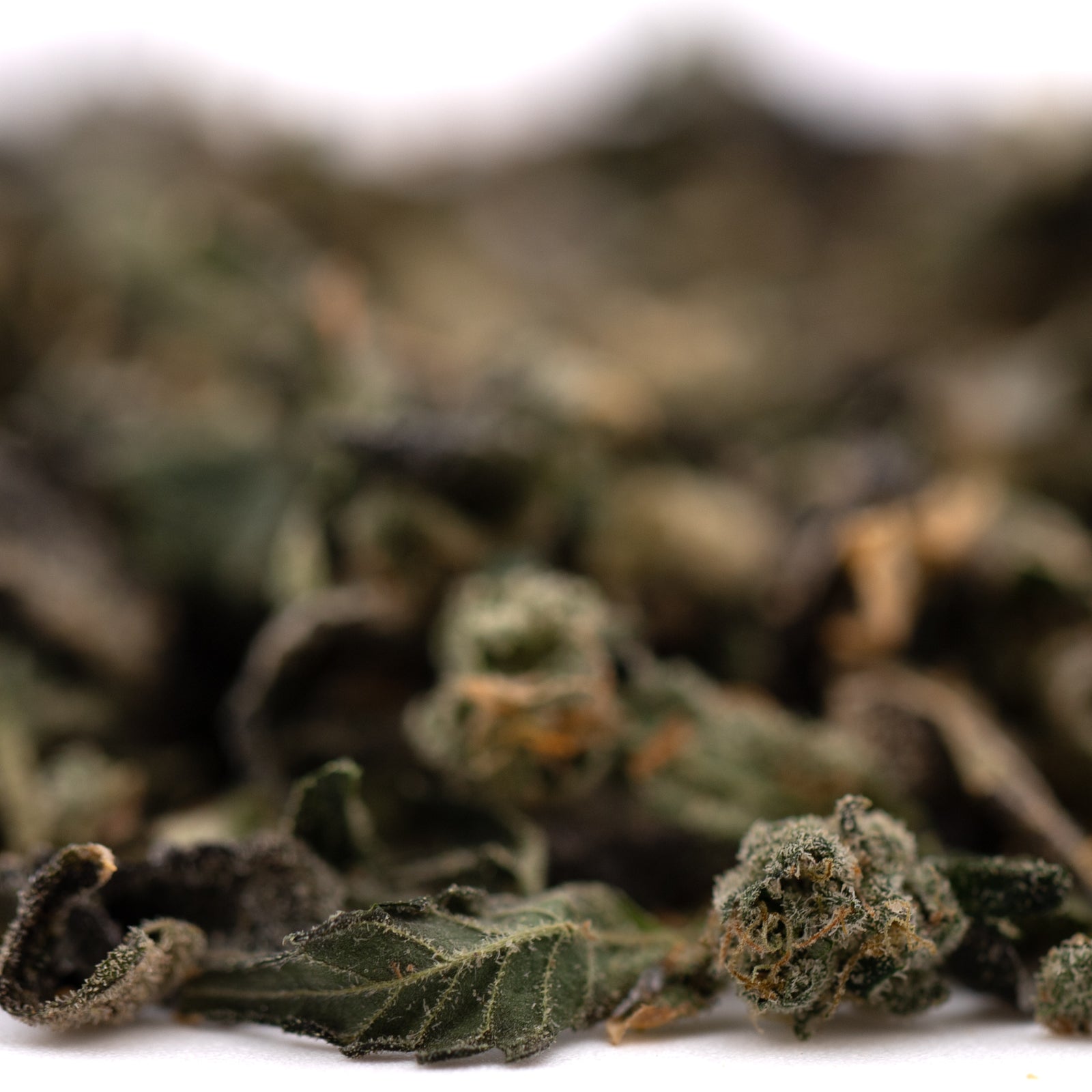 Sour Runtz Indoor Trim Wholesale 1LB - 1 LB - Plants