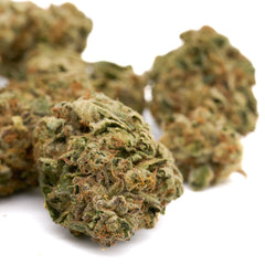 Super Boof THCa Hemp Flower Greenhouse - Plants