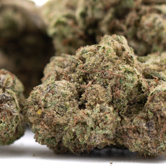 Super Runtz THCa Hemp Flower Greenhouse - Plants