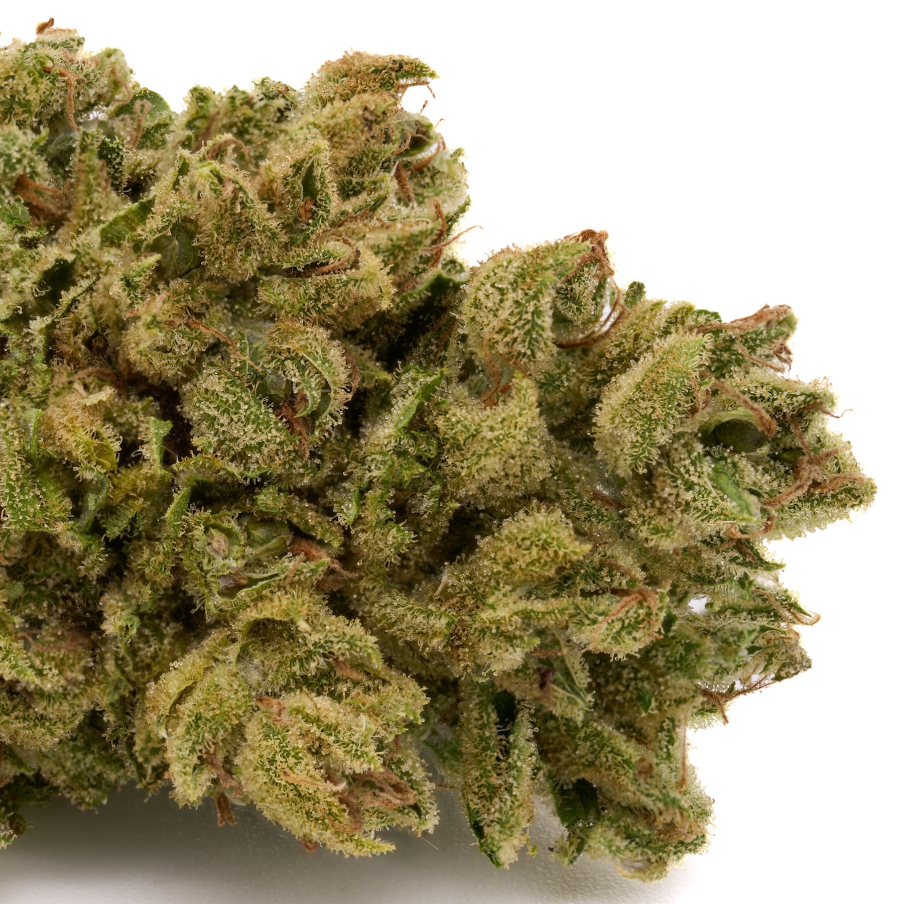 Vanilla Frosting THCa Trim Wholesale 1LB - 1 LB - Plants