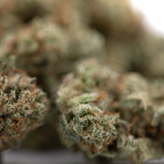 Tropical Punch Indoor THCa Flower Smalls - Plants