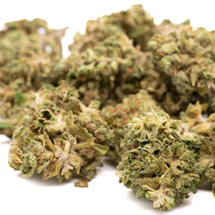 Tune CBD Hemp Flower Smalls - Plants