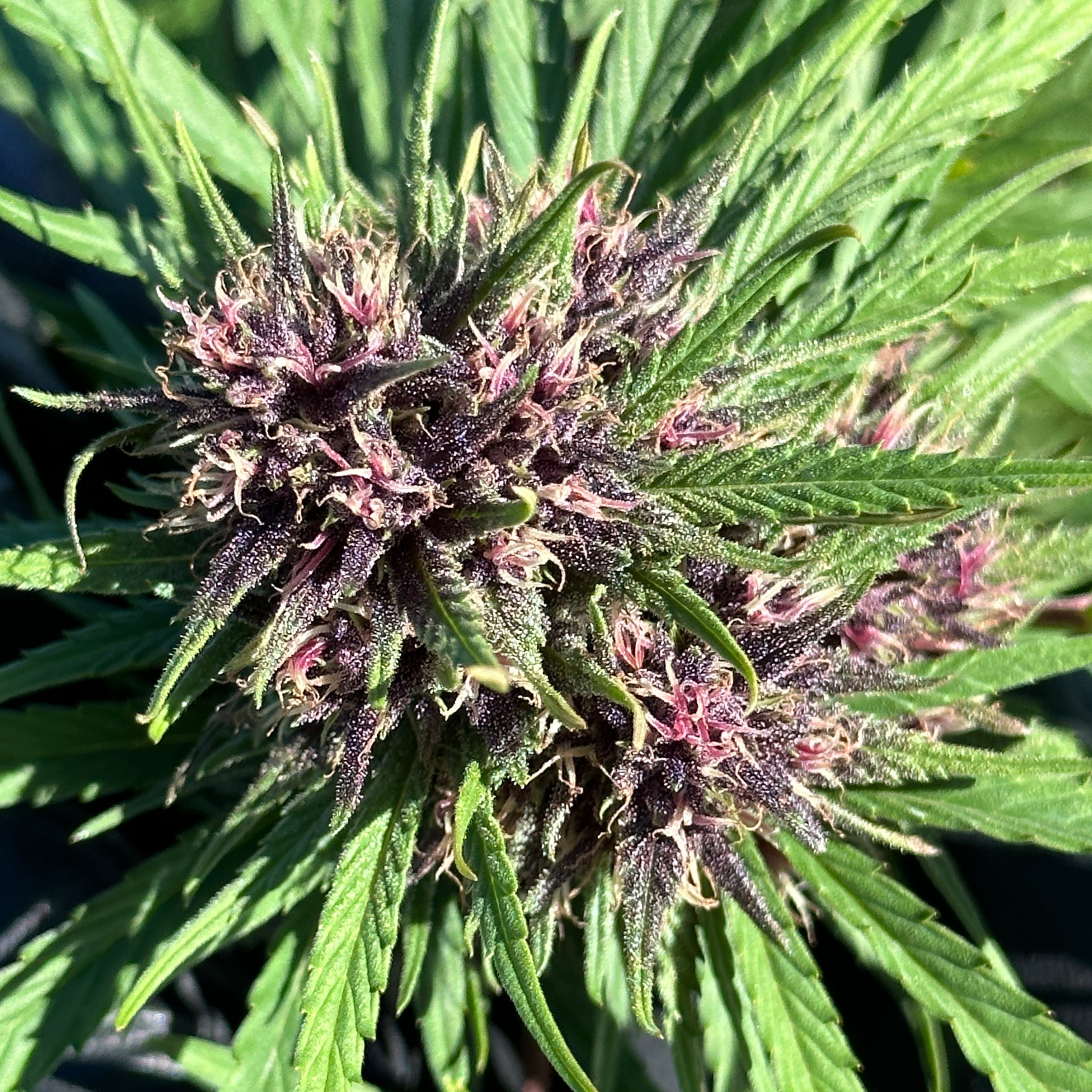 Ultra Pink Hemp Flower