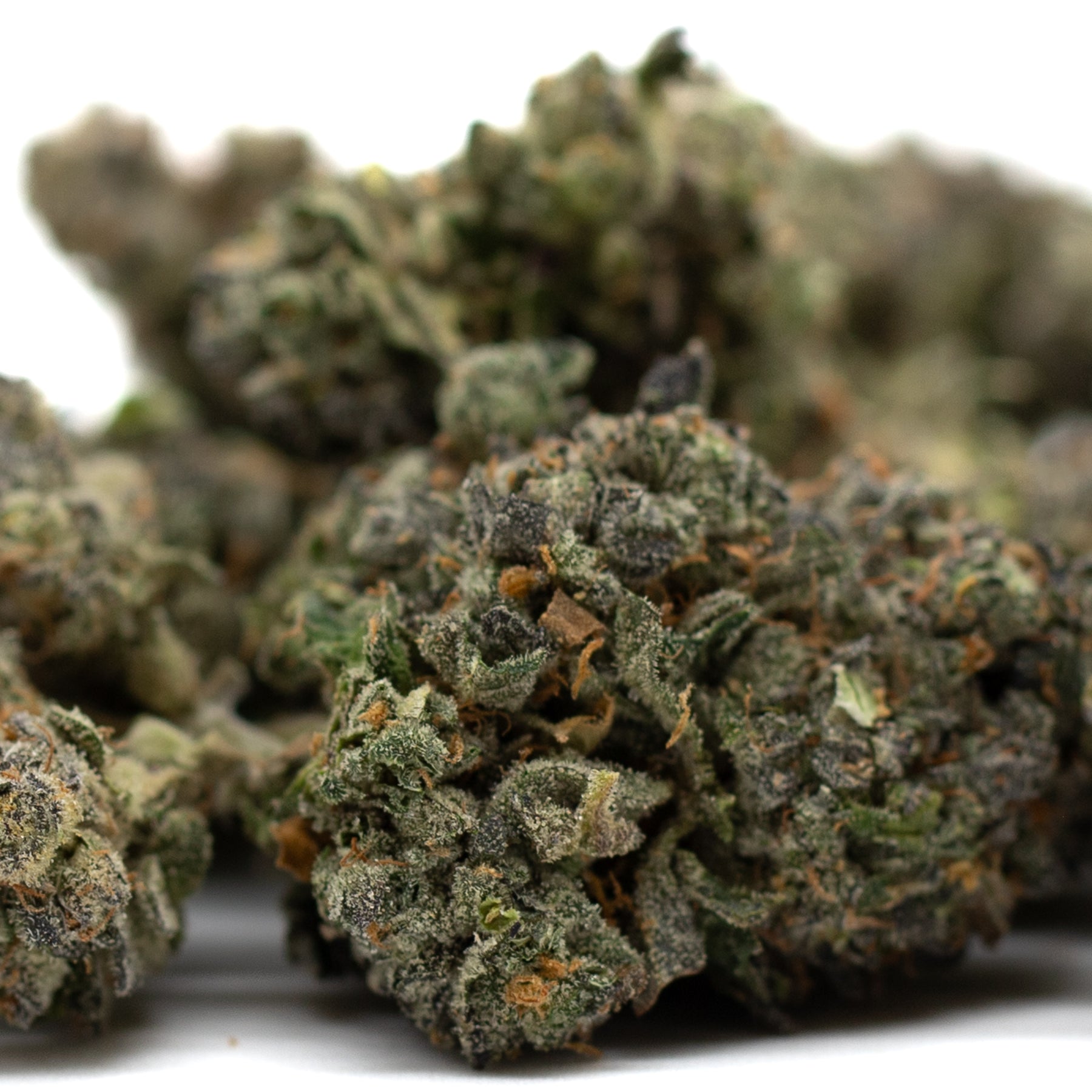Zkittlez Indoor THCa Flower - Plants