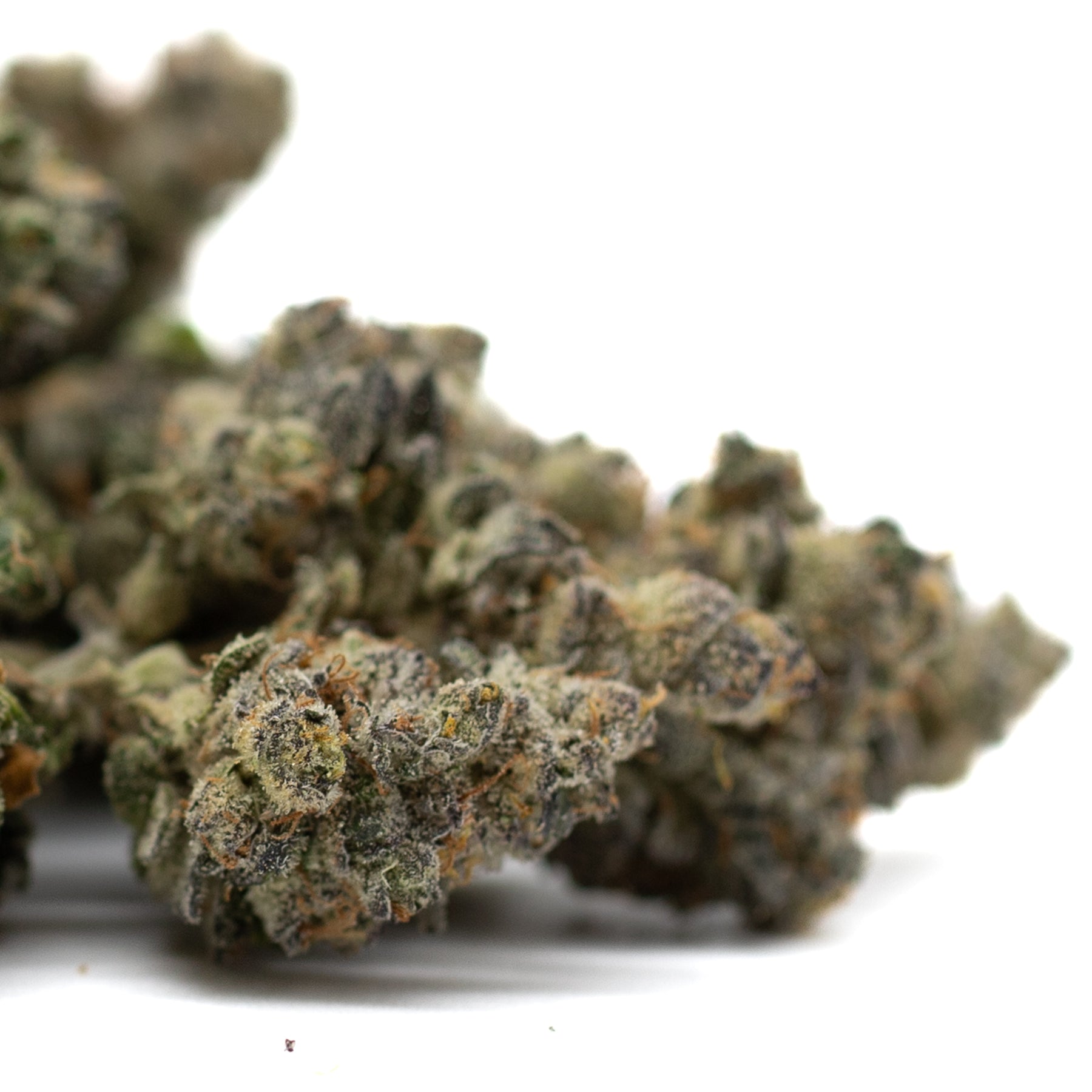 Zkittlez Indoor THCa Flower - Plants