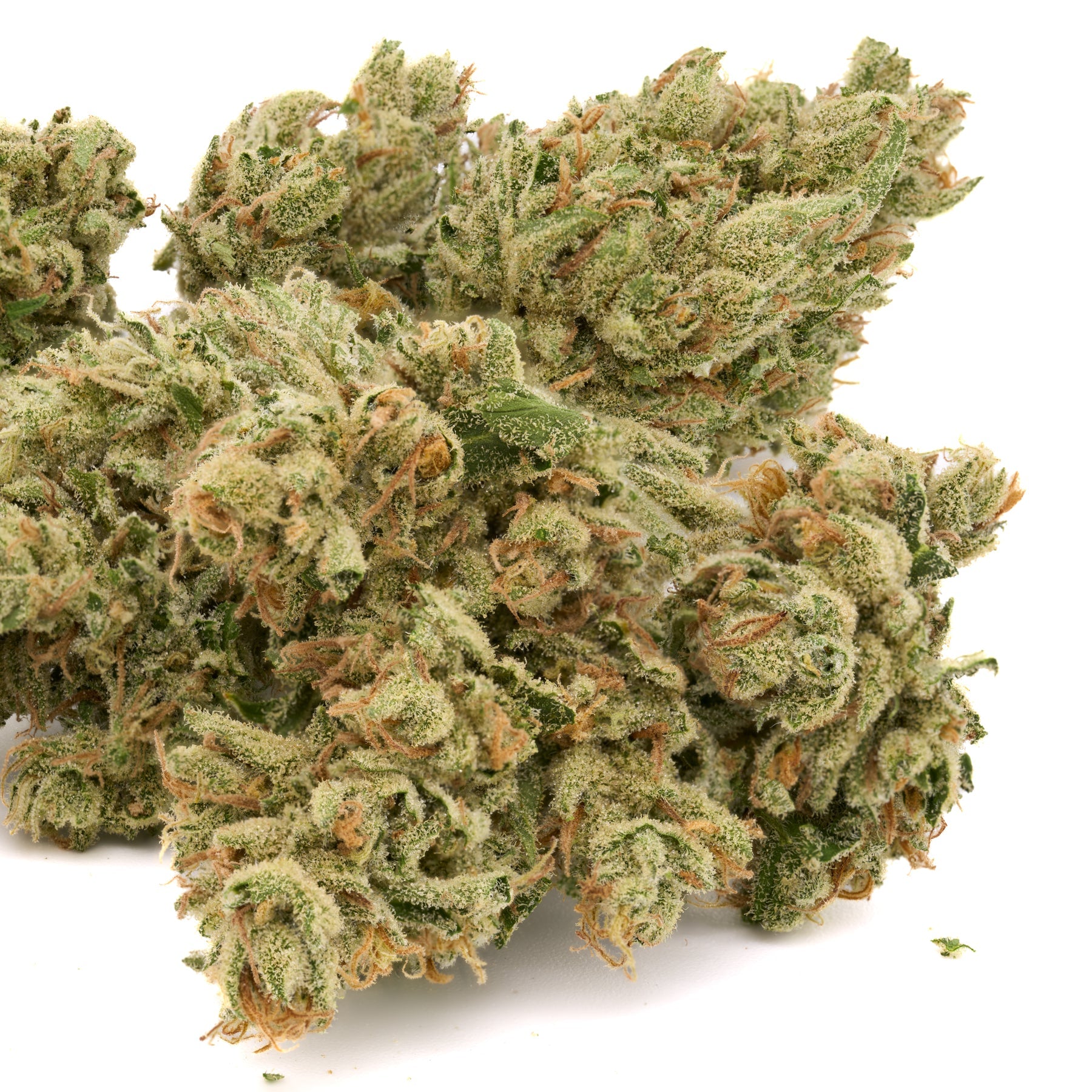 Zweet Insanity THCa Kief - Plants