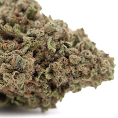 Green Durban Poison THCa Flower bud with orange trichomes