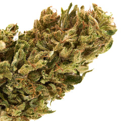 Dense CBD Hemp Flower with orange pistils in Early Nueve’s Cheesy Kush strain