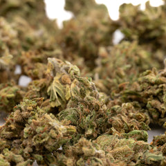 Dried cannabis buds from Maverick CBD Hemp Flower, Oregon CBD Flower, for CBD hemp use
