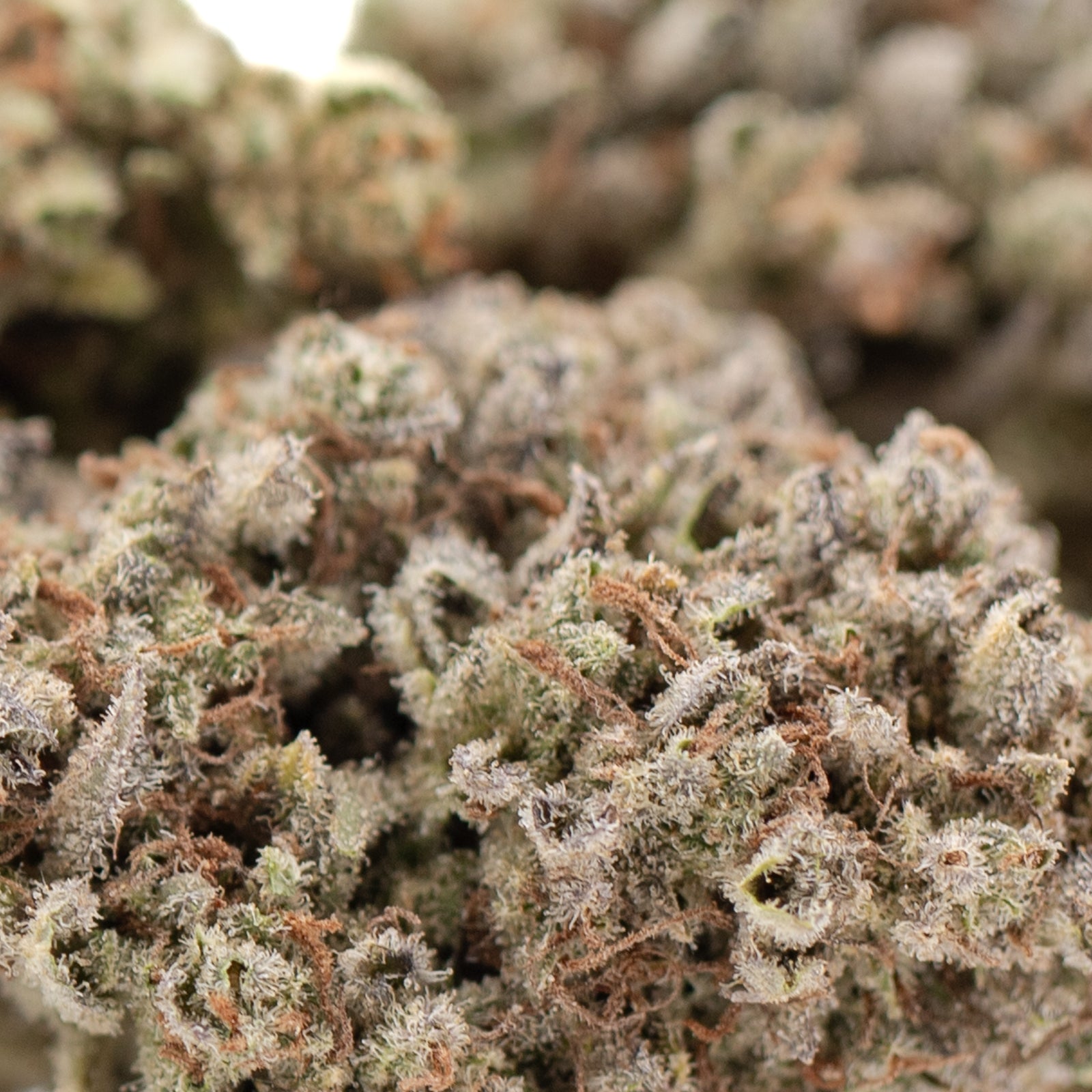 Premium Mega Gummie Bearz THCa Flower: Dense Trichomes, Vibrant Green