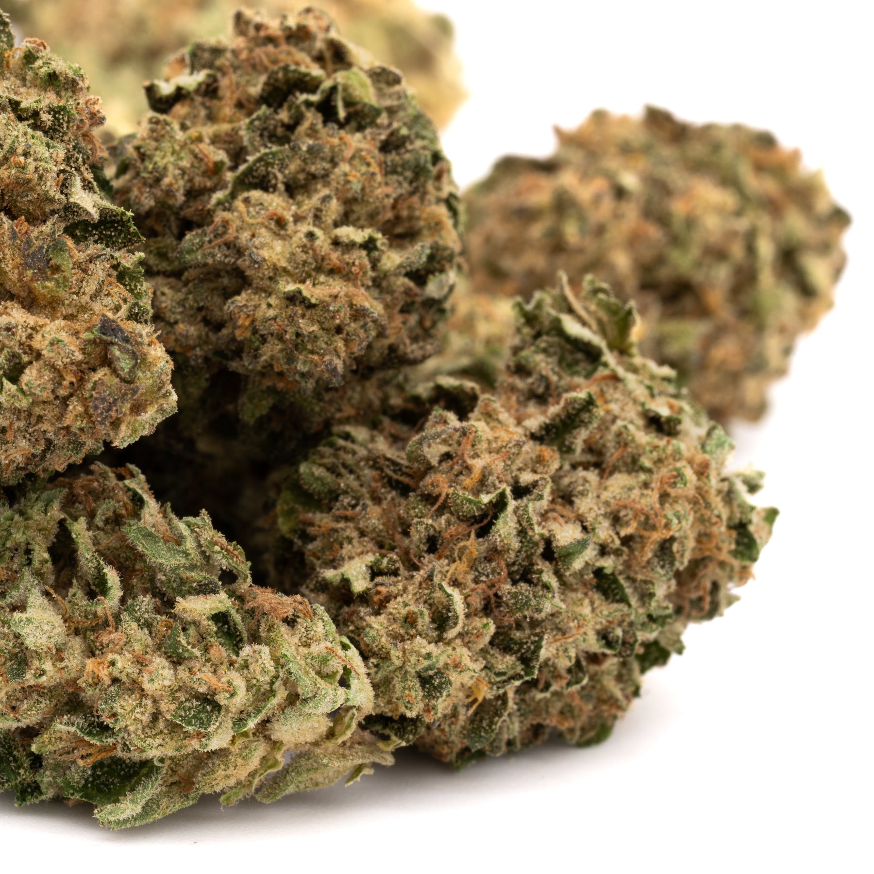Nascar THCa Hemp Flower Greenhouse - Plants