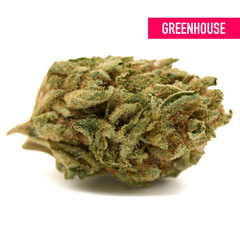 Gorilla Glue THCa Hemp Flower Greenhouse Wholesale - Plants