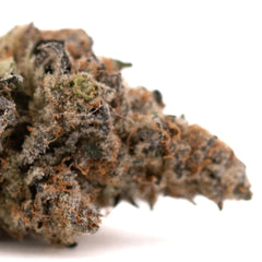 Raspberry Runtz #2 Indoor THCa Flower Wholesale - Plants