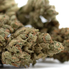 Premium TriCross THCa Flower: Green Bud with Orange Highlights, Exotic Three-Way Genetics