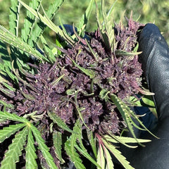 Purple-tinted Gorilla Glue CBD flower with trichomes among green leaves