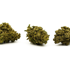 Three dried cannabis buds of Sauerkraut THCA Flower showcasing uplifting effects