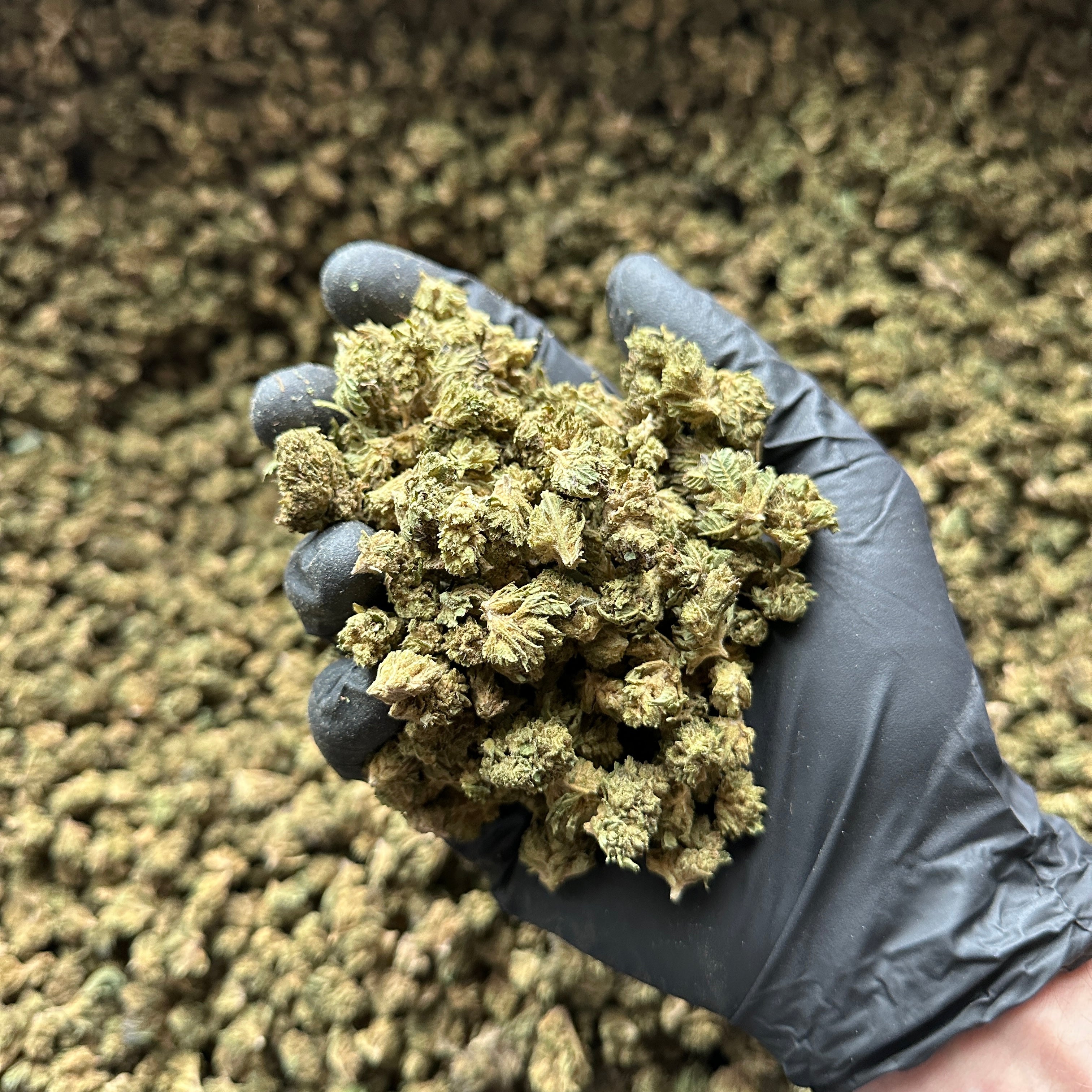 Small Nugs Wholesale